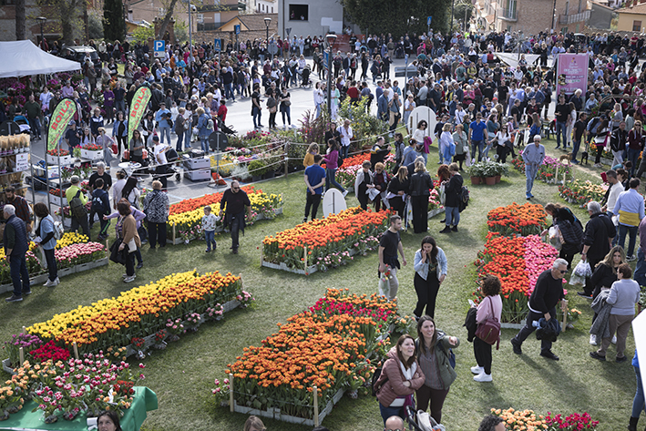 Festa del Tulipano a Castiglione del Lago: colori e spettacolo per la 56ª edizione (25 Aprile – 3 Maggio 2026)